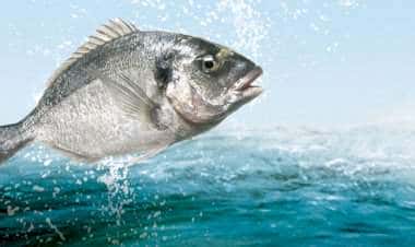 VERONESI приняли гостей из России