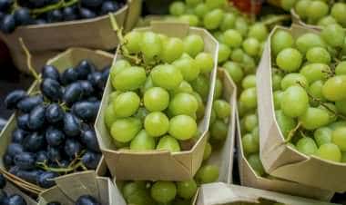 Инвестиции в итальянские виноградники