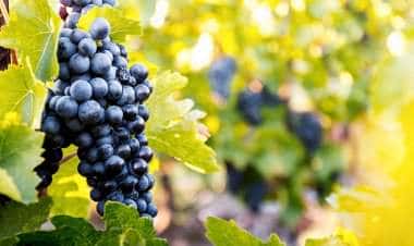 Италия нуждается в сезонных рабочих