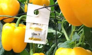 В Петербург привезли хищных итальянских клопов