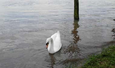 Бозизьо-Парини