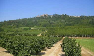 Мальяно-Альфьери