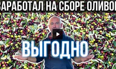 Сколько я заработал на сборе оливок в Италии