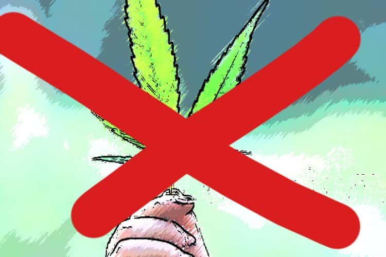 В италии легализовали марихуану sativa cannabis